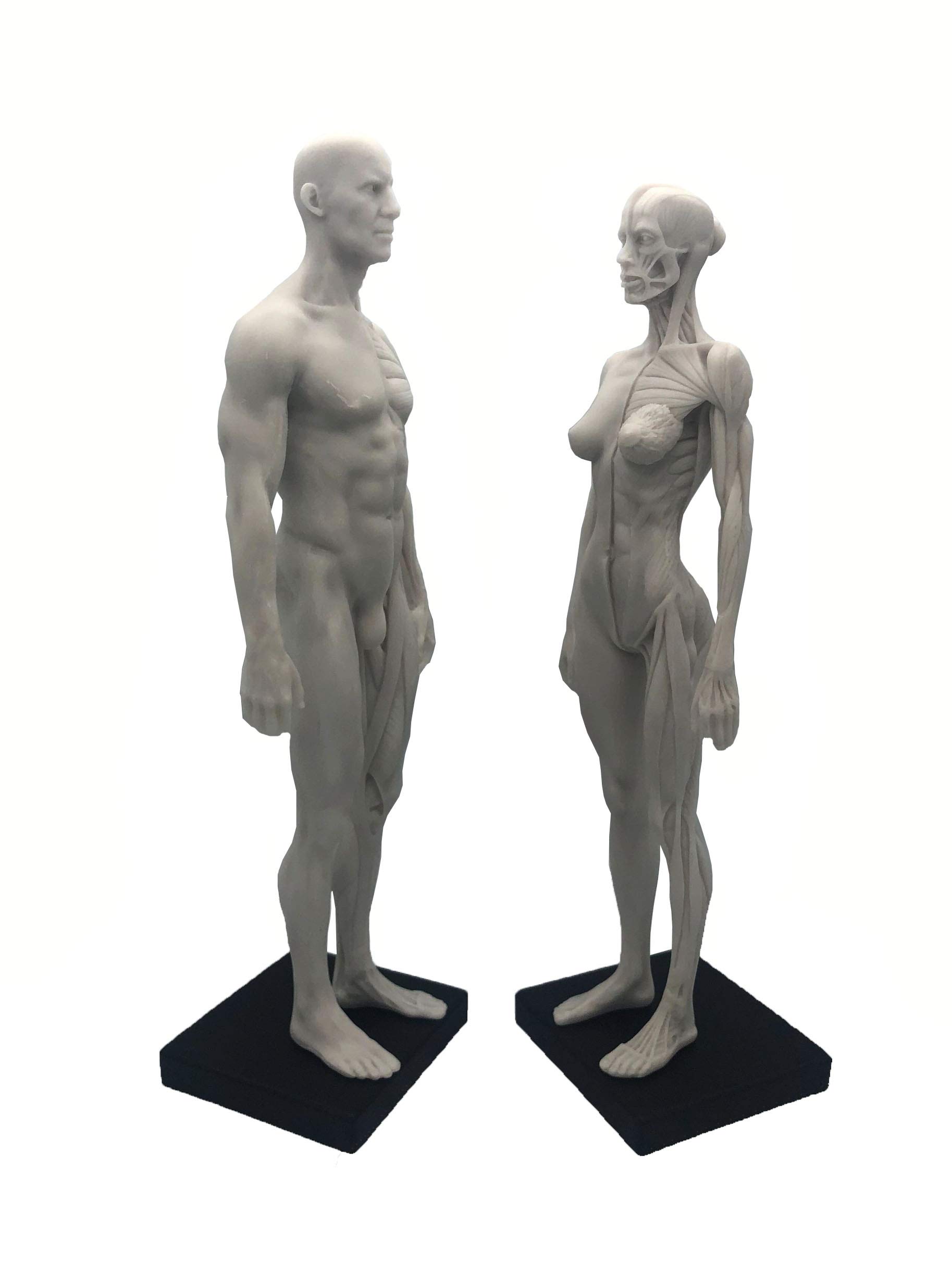人体模型 AnatomyTools Female1:6Proportional figv2 AnatomyTools Female1:6Proportional figv2 - メルカリ